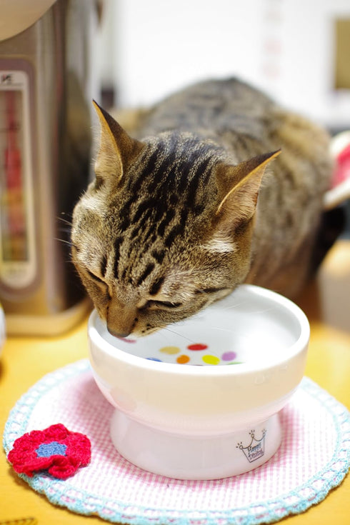 Necoichi Raised Cat Water Bowl, Elevated with Measurement Lines, Dishwasher & Microwave Safe, Jelly Bean, Regular