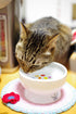 Necoichi Raised Cat Water Bowl, Elevated with Measurement Lines, Dishwasher & Microwave Safe, Jelly Bean, Regular