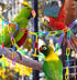 200-Piece Rainbow Plastic Chain Links & Toys, Interlocking C-Clip Bird Cage Accessories for Parakeets, Small Pets