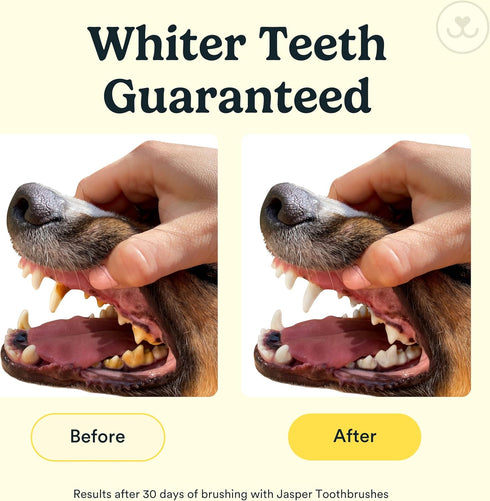 360 4-Pack Jasper Dog Toothbrush, Degree Dog Tooth Brushing Kit, Cat Toothbrush, Canine Dental Care & Teeth Cleaning
