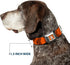 Dog Collar with Seatbelt Buckle - Tigger Stripes Orange Black, 18 to 32 Inches, 1.5 Inch Wide