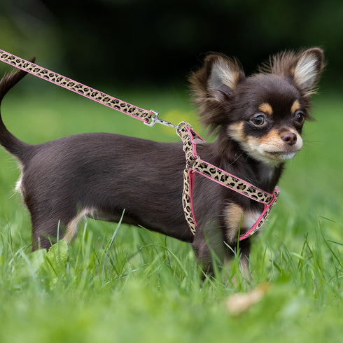 Mile High Life Leopard Dog Harness Collar Leash Set, Adjustable No Pull Halter for Small Breed Dogs (Pink, XS Chest