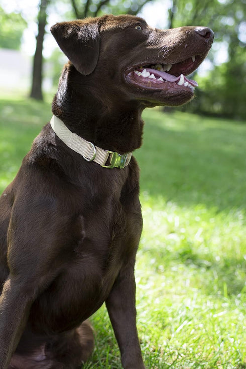 Premium Nylon Dog Collar with Metal Buckle for Small Medium Large Breeds - Country Brook Petz, Copper Gold, Medium, 3/4