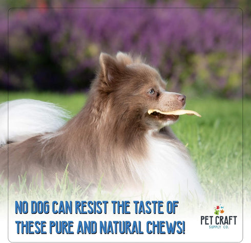 Pet Craft Supply Grass Fed Water Buffalo Ear 16 Count | Pack of 1, Long Lasting Dog Chew and Treat for Puppies