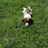 Slip Lead Dog Leash, 1/4" x 5ft No Pull Slip-on Training Leash for Small and Medium Dogs (Green)