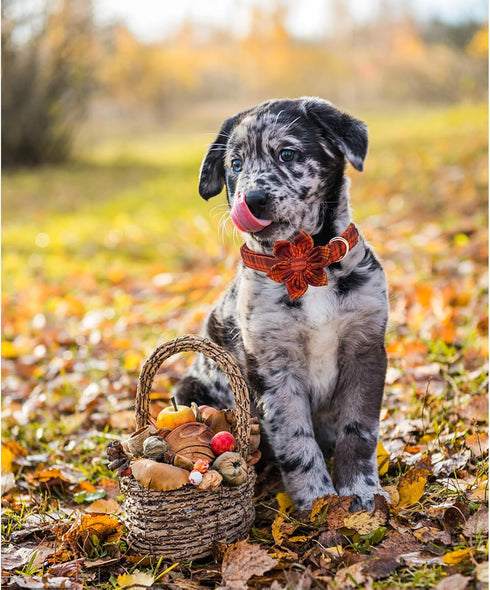 Lionheart Glory Dog Collar with Flower, Fall Halloween Plaid Dog Collar, Adjustable for Small Dogs