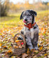 Lionheart Glory Dog Collar with Flower, Fall Halloween Plaid Dog Collar, Adjustable for Small Dogs