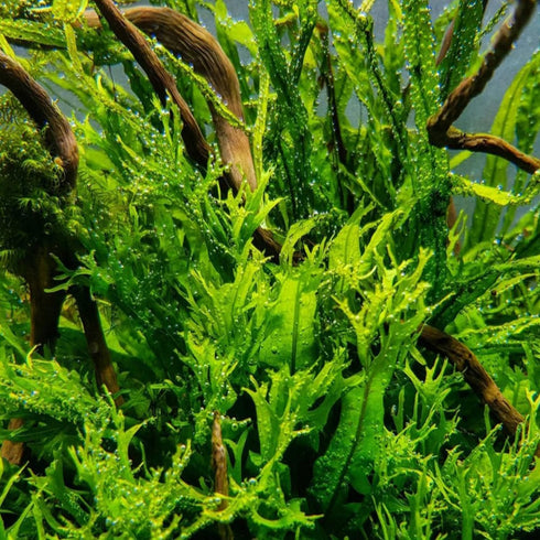 Generic 5X Java Fern Windelove Microsorum Pteropus Looses Aquarium Live Plant for Fish Tank Decoration