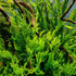 Generic 5X Java Fern Windelove Microsorum Pteropus Looses Aquarium Live Plant for Fish Tank Decoration