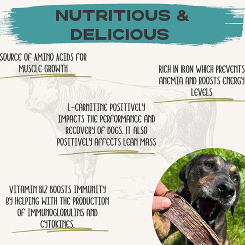 100% (10 JACK'S PREMIUM Beef Jerky Dog Treats - Dehydrated Beef - Human Grade - Single Ingredient - Made in The USA
