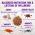Wellness Healthy Indulgence Natural Grain Free Wet Cat Food, Chicken & Turkey Morsels, 3-Ounce Pouch (Pack of 24)