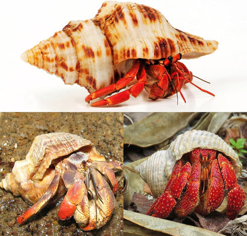 5PCS Extra Large Hermit Crab Shells, Natural Sea Conch Size 3" - 4.7", Turbo Seashells for Hermit Crab Supplies and