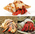 5PCS Extra Large Hermit Crab Shells, Natural Sea Conch Size 3" - 4.7", Turbo Seashells for Hermit Crab Supplies and