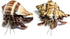 Store 2 3 Live Hermit Crabs Shipped Now-with Premium Hermit Crab Shells: Land Crabs with Extra Shells from Nature Gift