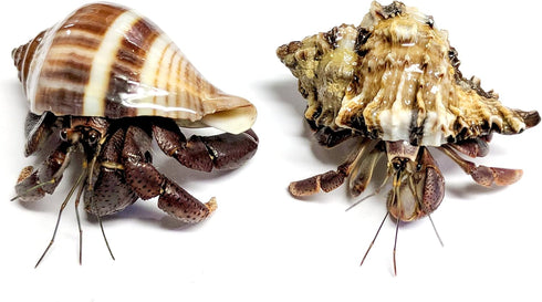 Store 3 3 Live Hermit Crabs Shipped Now-with Premium Hermit Crab Shells: Land Crabs with Extra Shells from Nature Gift