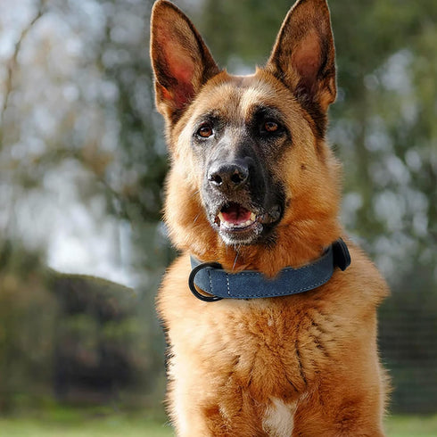 Didog Soft Padded Leather Dog Collar, Breathable Heavy Duty Leather with Adjustable Rust-Proof Metal Buckle for Small
