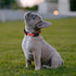 Dog Collar for Medium Large Breeds with 360° Waterproof Airtag Holder, Soft Reflective Nylon, Red