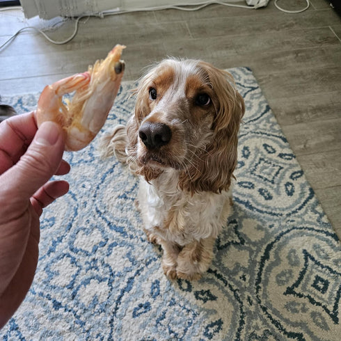 ALFIE'S TREATOS Healthy Australian Prawn (Shrimp) Dog Treats, 2.1 oz | Grain Free, No Preservatives, Australian Made