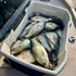 50-Count Pack Bobby Garland Baby Shad Bulk