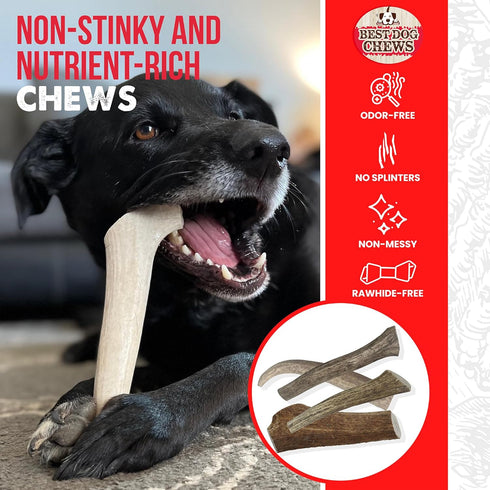 Best Chews Whole Elk Antlers for Dogs – Natural USA Sourced Antlers for Aggressive Chewers, Promotes Oral Health