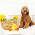 Fringe Studio Plush Dog Toy, Sweet Little Chick, Pet Shop Collection