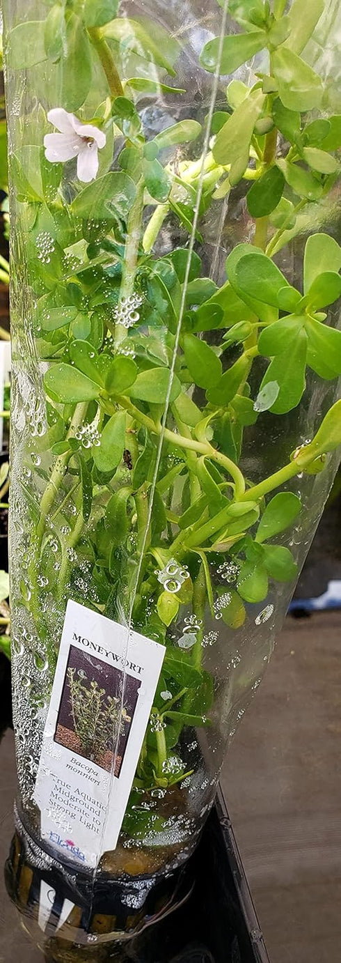 Live Moneywort Plant (Bacopa Monnieri) in Pot for Aquariums