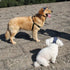 Pet Dog Outdoor Cap, Cool Denim Hat for Summer Sun Protection for Dog (Large)