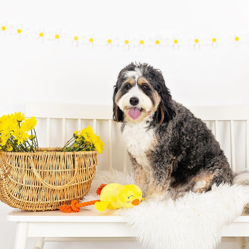 Fringe Studio Plush Dog Toy, Sweet Little Chick, Pet Shop Collection