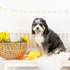 Fringe Studio Plush Dog Toy, Sweet Little Chick, Pet Shop Collection