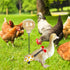 Magnoloran 2 Pack Chicken Diapers for Hens, Roosters, Diapers for Ducks, Ducklings, Reusable Pet Diaper with Bow Ties