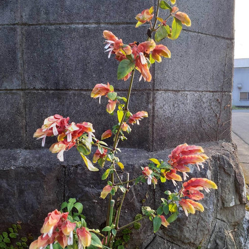 2 5 Inches Shrimp Live Plants, Shrimp Plant Live, Justica Brandegeana Plant from Tall Seedling