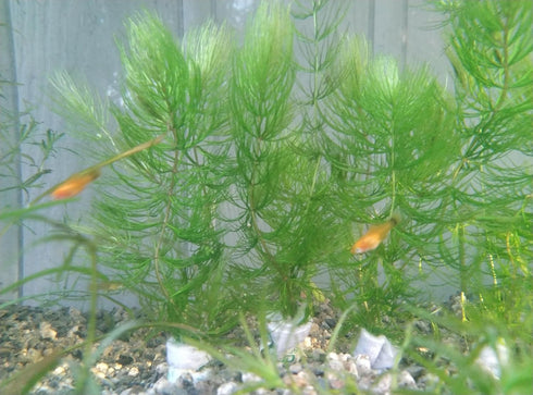 Generic 4 3 6-8 Inch Bunches of Live Hornwort Aquarium Plants, Stems Each Bunch, Length, Freshwater Submerged Plants