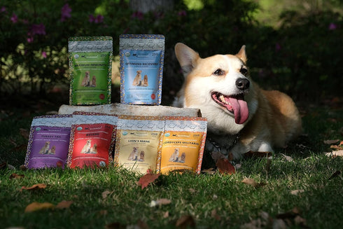 MAXIMUM IMMUNITY: >25% ß-glucan 100% Mushrooms Extracts for Dogs & Cats, Immune & Digestive Support, 250 SERVINGS
