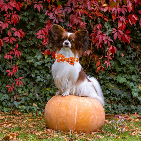 Elegant little tail Halloween Dog Collar, Fall Orange Pumpkin Adjustable Bow Collar for Small Dogs