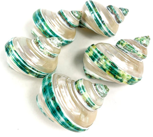 5PC Green Turbo Banded Shells, Hermit Crab Supplies for Decor, 1.5"~2" Inch