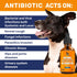 Antibiotic for Dogs ? Dog Antibiotic ? Natural Antibiotics for Dogs ? Pet Antibiotic ? Dog Antibiotics with Beef Flavor ? 2 Oz