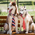 Segarty 50 PCS Dog Neckties, Adjustable Bow Ties for Medium Large Dogs, Festival Formal Bulk Pet Accessories