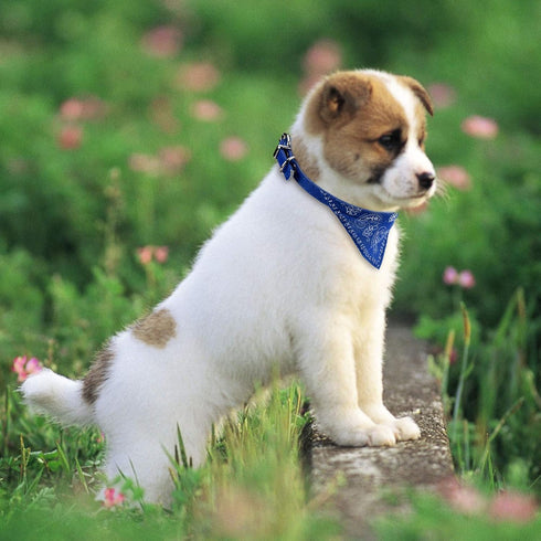 Cosmos Pet Bandana Puppy Dog Scarf with Adjustable Buckle, Pack of 6 for Dog Cat Decoration (Small)