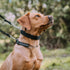 Herm Sprenger Black Nylon Cover for Ultra-Plus Pinch Dog Collar, Durable Protector for Small, Medium, Large Dogs