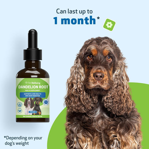 Pet Wellbeing Dandelion Root for Dogs - Certified Organic Herbal Supplement for Liver, Heart Health, 2 oz