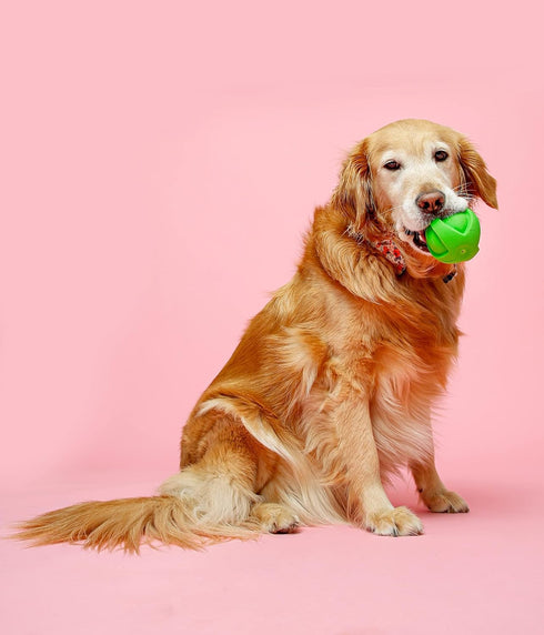 Hartz DuraPlay Ball Squeaky Latex Dog Toy, Large 3 Count Pack in Neon Green, Neon Pink & Neon Orange