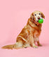 Hartz DuraPlay Ball Squeaky Latex Dog Toy, Large 3 Count Pack in Neon Green, Neon Pink & Neon Orange