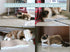 Cat Scratcher 4 PCS Pad - Cardboard with Premium Reversible Scratch Textures, Durable Scratching Pad