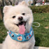 KUDES Dog Cooling Bandana Collar with Recyclable Ice Packs, Adjustable Ice Chill Out Scarf for Small Medium Large Dogs