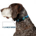 Buckle-Down Plastic Clip Collar - Stitch Hula Dance 5-Poses, 1" Wide, Fits 9-15" Neck, Small