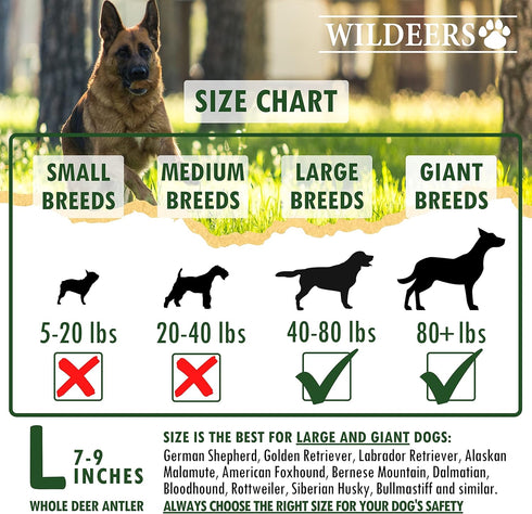 Wildeers Large Deer Antlers for Dogs - Premium Chew Treats, Made in USA, Naturally Shed, Grade A, 7-9 in, 2 Pieces