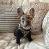Parisian Pet Freedom Adjustable Leopard Print Dog Harness - 100% Mesh Fabric, Ideal for All Outdoor Adventures, Large/XL