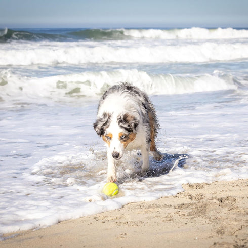 Hyper Pet K9 Kannon Dog Ball Thrower, All Breeds Up To 60 Pounds, Includes 2.5 Inch Tennis Ball
