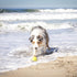Hyper Pet K9 Kannon Dog Ball Thrower, All Breeds Up To 60 Pounds, Includes 2.5 Inch Tennis Ball