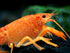 1 Aquatic Arts Female Neon Red Crayfish | Live Freshwater Aquarium Lobster / Crawfish / Crawdad / Real Living Fish Tank